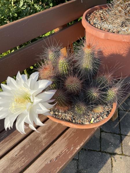 Helianthocereus huascha